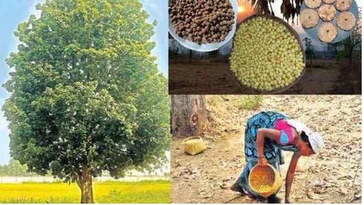 BGOS™ Ippa Puvu Laddu Organic |& Orginal | Mahua Laddu 250gms (Madhuca Longifolia)| Mahua Laddu |Mahua Fruit|Aromatic&Antioxidant-Rich| Mahuya Laddu| madhuka| mahura | Herbal Remedies