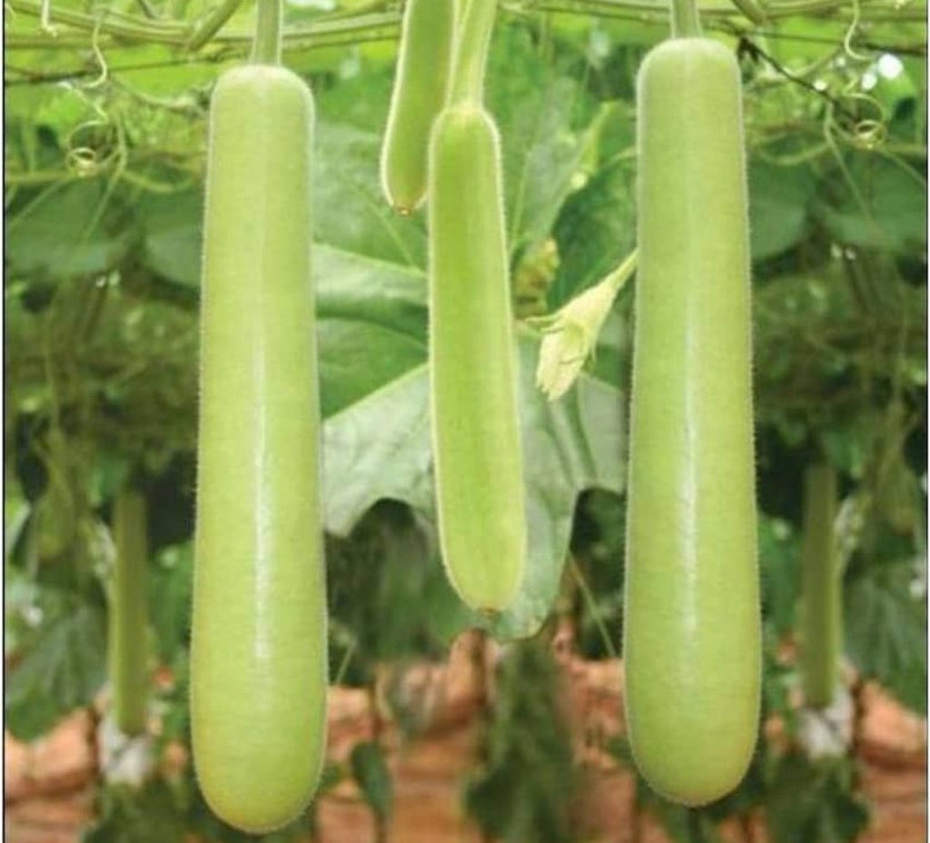 BGOS™ ORGANIC BOTTLE GOURD SEEDS + FREE FERTILIZER | NON-GMO, HEIRLOOM QUALITY | PERFECT FOR HOME GARDENS, KITCHEN GARDENS, BALCONY POTS & ORGANIC FARMING | JUICY, FLAVORFUL TOMATOES | IDEAL FOR CONTAINERS & GROW BAGS