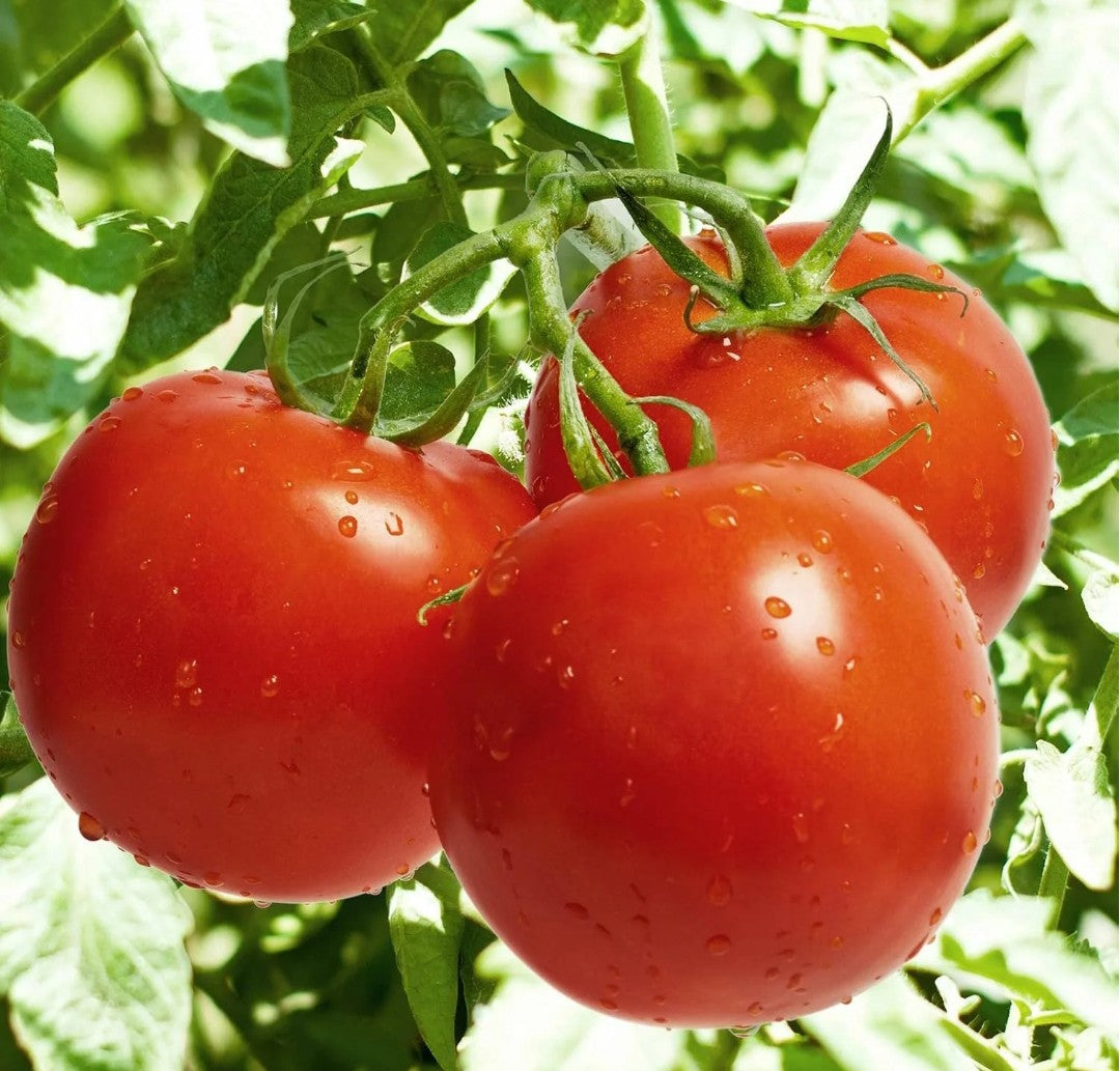 BGOS™ ORGANIC TOMATO SEEDS – PACK OF 50 SEEDS + FREE FERTILIZER | NON-GMO, HEIRLOOM QUALITY | PERFECT FOR HOME GARDENS, KITCHEN GARDENS, BALCONY POTS & ORGANIC FARMING | JUICY, FLAVORFUL TOMATOES | IDEAL FOR CONTAINERS & GROW BAGS