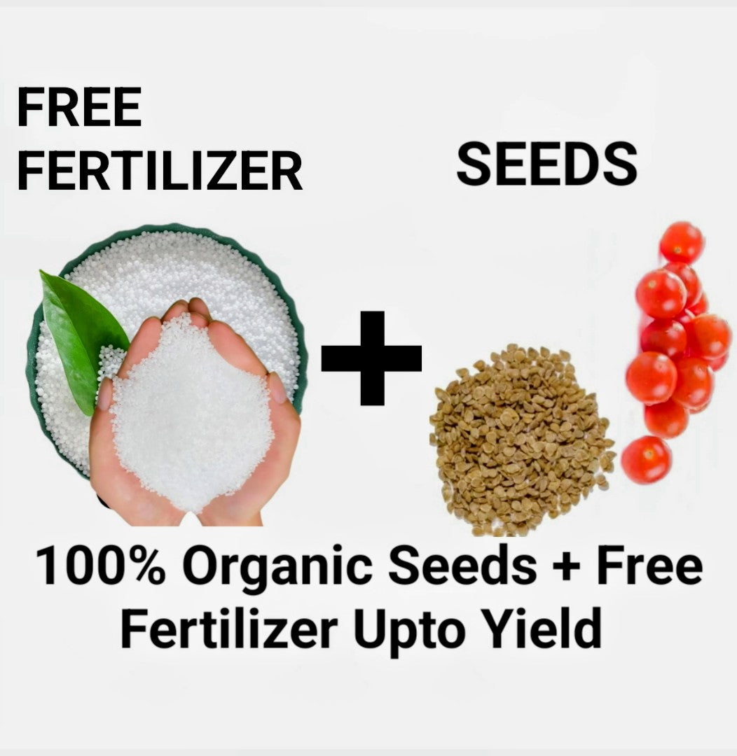 BGOS™ ORGANIC TOMATO SEEDS – PACK OF 50 SEEDS + FREE FERTILIZER | NON-GMO, HEIRLOOM QUALITY | PERFECT FOR HOME GARDENS, KITCHEN GARDENS, BALCONY POTS & ORGANIC FARMING | JUICY, FLAVORFUL TOMATOES | IDEAL FOR CONTAINERS & GROW BAGS