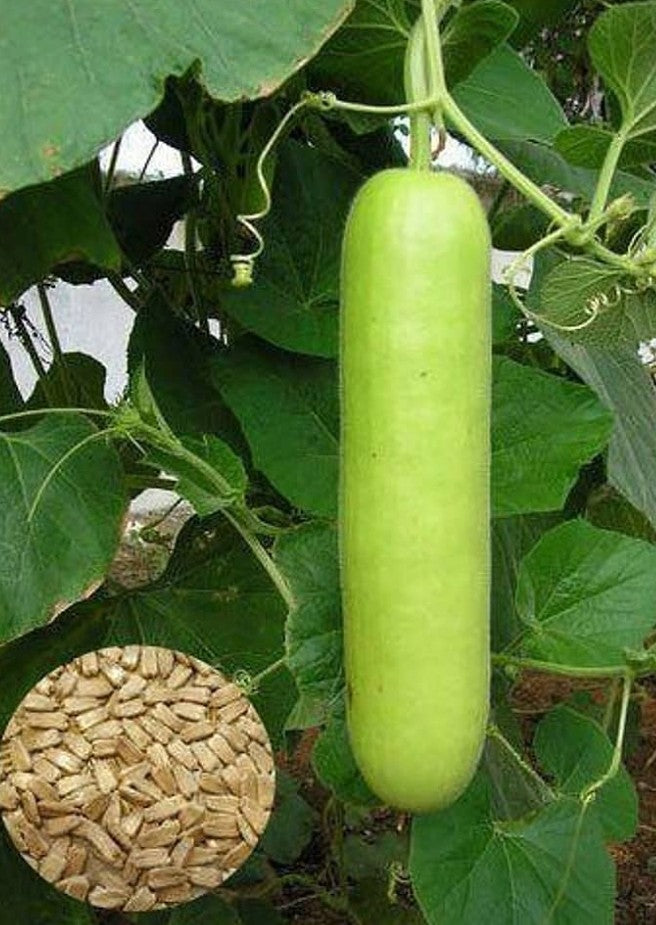 BGOS™ ORGANIC BOTTLE GOURD SEEDS + FREE FERTILIZER | NON-GMO, HEIRLOOM QUALITY | PERFECT FOR HOME GARDENS, KITCHEN GARDENS, BALCONY POTS & ORGANIC FARMING | JUICY, FLAVORFUL TOMATOES | IDEAL FOR CONTAINERS & GROW BAGS