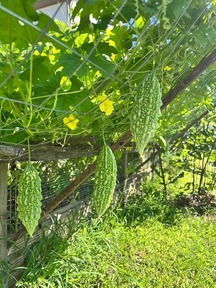 BGOS™ ORGANIC BITTER GOURD SEEDS + FREE FERTILIZER | NON-GMO, HEIRLOOM QUALITY | PERFECT FOR HOME GARDENS, KITCHEN GARDENS, BALCONY POTS & ORGANIC FARMING | JUICY, FLAVORFUL TOMATOES | IDEAL FOR CONTAINERS & GROW BAGS